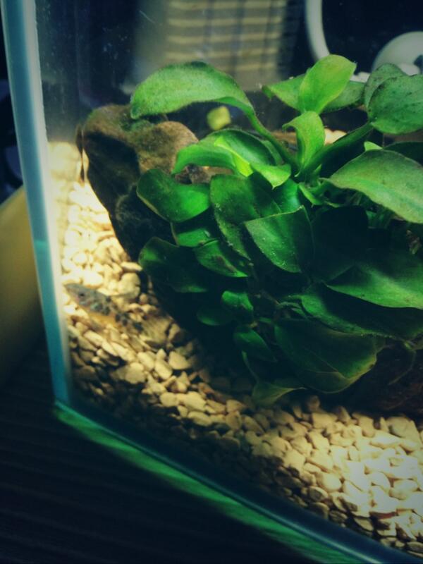 byebye's tweet photo. 最近熱帯魚にハマってるんだが、青コリさんかわいいかも…。 http://t.co/Q018iwl6BF