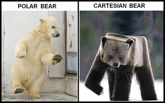 Bears and math jokes! Could it get any better?!?! #mathjoke