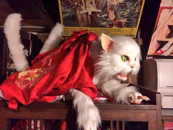 くろだまさし 大須化け猫屋敷の化け猫ちゃんは名誉の二本尻尾です Http T Co 3cotnfdtf8