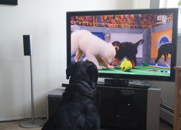 Ben D. Bodensteiner tweet media