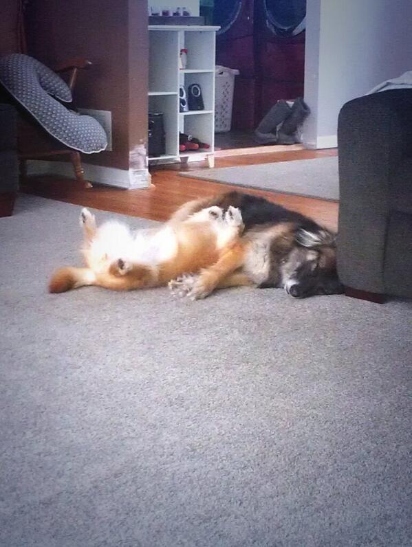 edeckah's tweet photo. #PuppyBowl can't get enough #snugglecam #sisters http://t.co/EVzWKAS5Uv