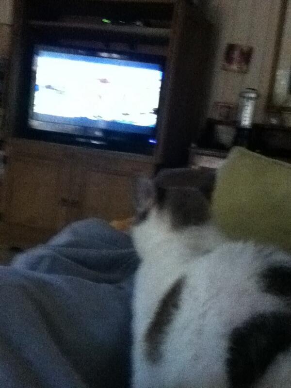 averysogood's tweet photo. My cat loves the kitty half time #puppybowl #keyboardcat http://t.co/YeNJ9rgeL0