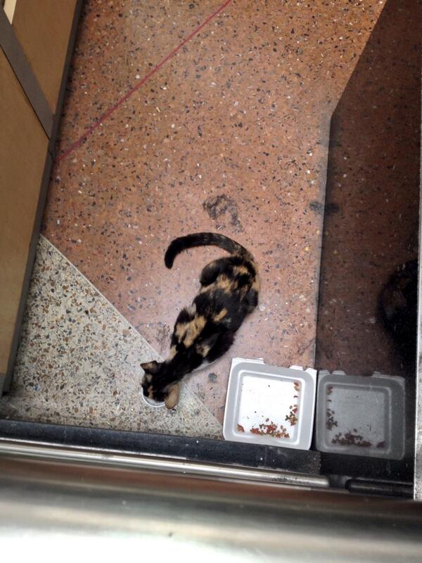 SanderValentin's tweet photo. La mascota del CC Las Américas Maracay, la atención de todos!! http://t.co/j8k86ZxP4j