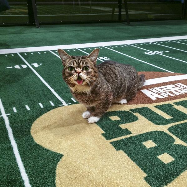 IAMLILBUB's tweet photo. Flip the p's in puppy bowl and you get bubby bowl. Watch BUB today in the Puppy Bowl! @AnimalPlanet http://t.co/CrrVWBRzlA