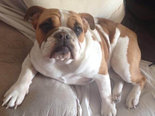 aladybug's tweet image. #PuppyBowl