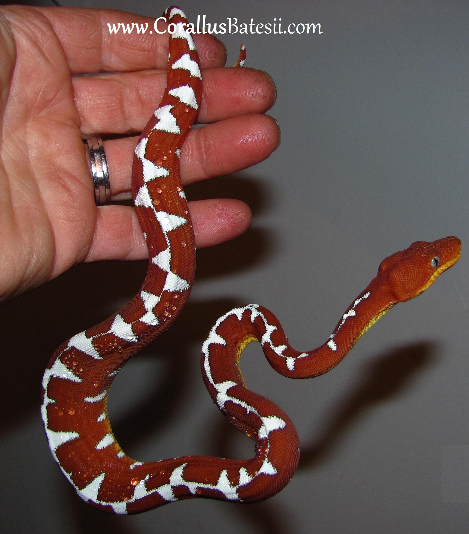 Featured image of post Simple Way to Emerald Tree Boa For Sale Uk