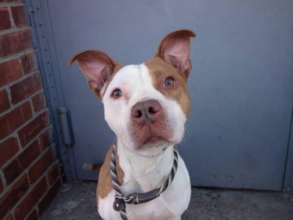 southernpride50's tweet photo. 2 DIE 2/3🆘BROOKLYN CTR🆘JACKSON MALE  PIT MIX 1.7🆘DIDN'T LIKE PAW SQUEEZE ACC WANTS 2 KILL🆘https://t.co/J8pskl7qDw🆘 http://t.co/DKC1I7arGI