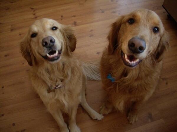 RussellMerenda's tweet photo. @BethStern doggies say hi. http://t.co/gGGouyO2vV