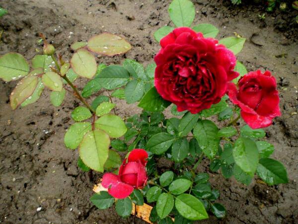 misvar's tweet image. For a wonderful day .........