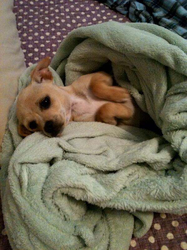 DaisyPupperoni tweet picture