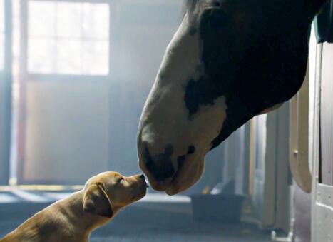usweekly's tweet photo. #BestBuds! We've been watching for days, but the Budweiser #SuperBowl ad is still the cutest: http://t.co/hAX5TKfd1V http://t.co/yGjM7gT2Yl