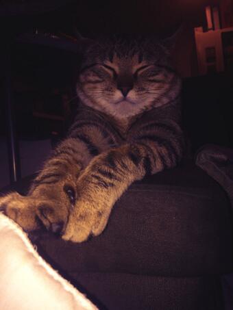 Cutest kitty I am soon to be meeting. Meet Kash. Maxwell's long lost cousin @_JakeReeder http://t.co<a href="/tag/fanmail"class="tags"><span>#fanmail</span></a>