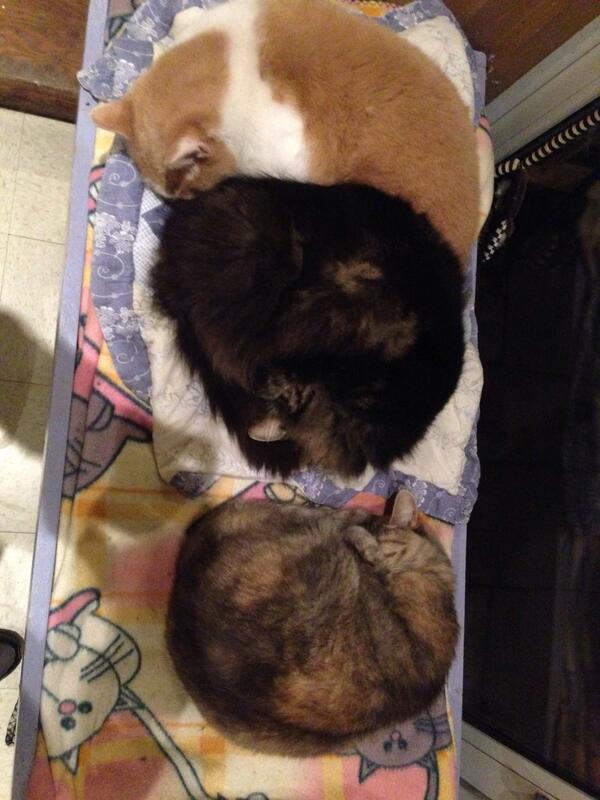 Holy cat balls, Cat-Man!