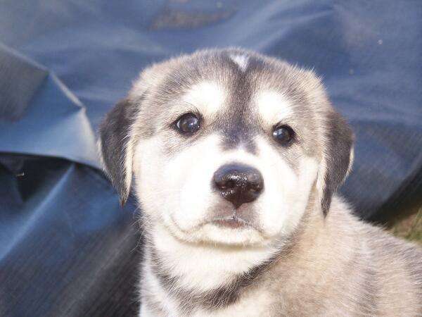 Forfatter I modsætning til molekyle deng on Twitter: "“@BBAnimals: Goberian puppy (siberian husky/golden  retriever mix) http://t.co/rgj7SmqV1a”MY GALI SUCH A QT" / Twitter