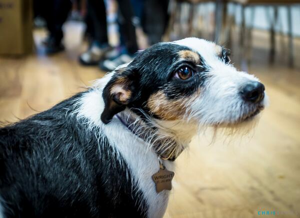 So famous is the trail dog in the <a href="/singletrackmag/">Singletrack Magazine</a> feature, she has her own profile <a href="/Gizzi_Dog/">Gizzi</a> singletrackworld.com/2014/02/riding…