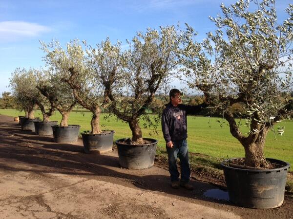 VillaggioV's tweet image. #stilllooking for STOLEN specimen Olive trees x 7.  Pls RT so we can find these unusual forms, street value £10k