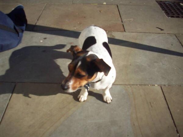 BrixtonBlog's tweet photo. Help find Dot the Dog - missing from #HerneHill flower shop #letsfinddot http://t.co/aG1G6wmyFs http://t.co/WCtPVMph9q
