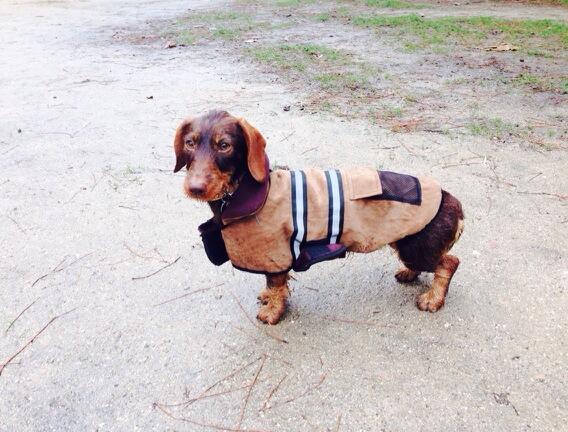 Nica_fvo's tweet photo. Posando para el Vogue canino, estoy más buena que el pan #itgirl #fashionvictim #todoslosperrosmemiran http://t.co/KTSQC7FusM