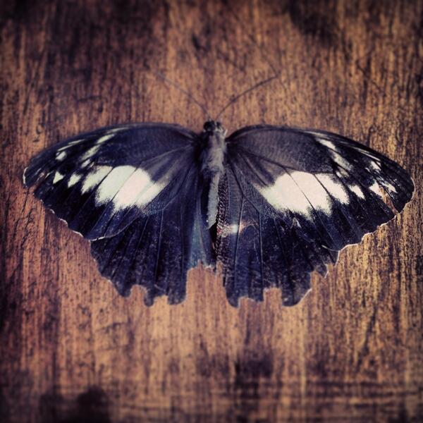 pefabiodemelo's tweet photo. A vida é breve. Mas a beleza não. http://t.co/XsfgQLafwd