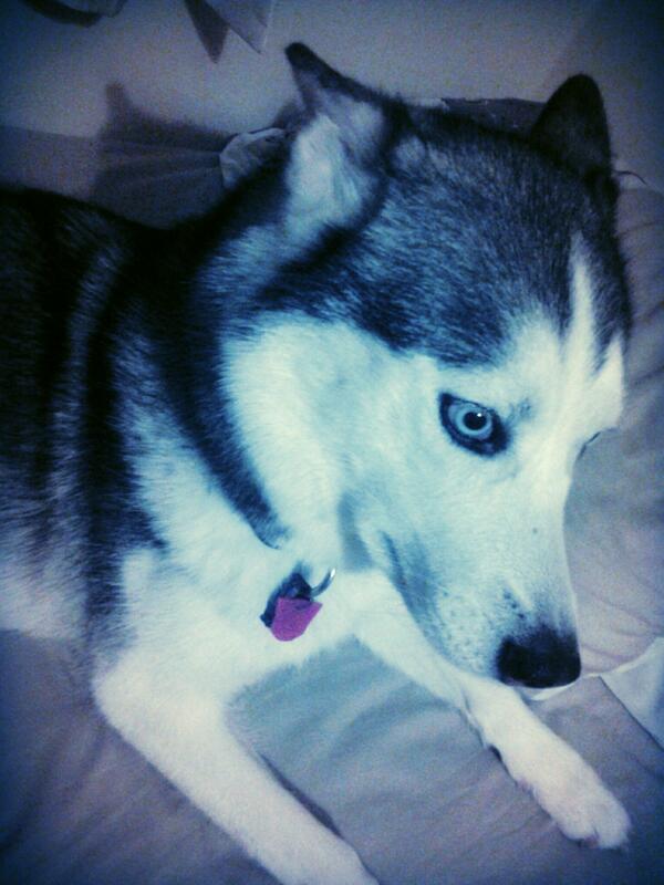 bobbieleaaa's tweet photo. #husky #blueyes #mydog #mybaby #loveher http://t.co/PGjmcYlJ0L