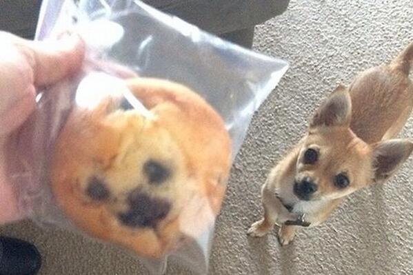GatewayTelecom's tweet image. When your muffin looks like your dog!!!