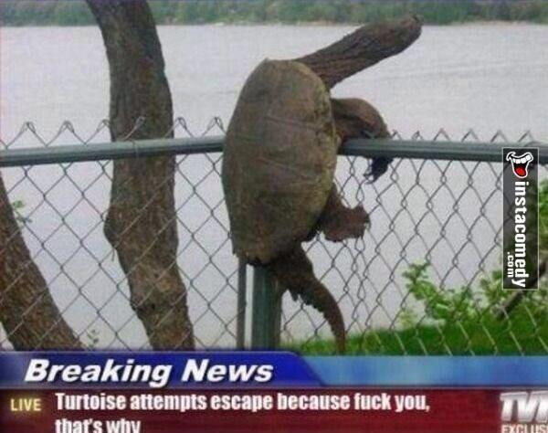RyansTurtle tweet picture