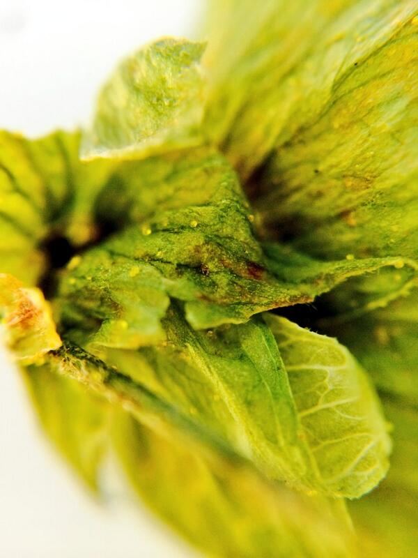 TritonBrewing's tweet photo. #BehindTheScenes #BreweryLife #Chinook #hop #cone close up. The yellow flecks are #AlphaAcids which cause bittering. http://t.co/a9yoiD6IbS