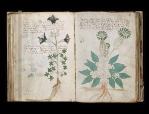 Plants in mystery Voynich manuscript suggest it represents extinct Mexican dialect ow.ly/tesOs