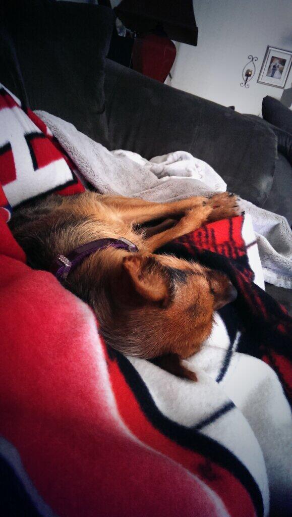 yothisiswack's tweet image. Want Fruity Pebbles really bad, but don't want to wake up adorable sleeping dog on my lap. #dogparentproblems