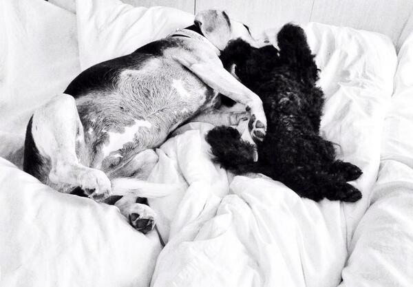 TammiPerelson's tweet photo. @AvaTheBeagle love Nyx, Ava loves Nyx, Ava loves Nyx... 😜 #BeagleLove #poodlelove #colourdoesntmatter #cuddles http://t.co/WSWED1u5b7