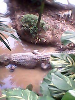 enthooe tweet picture