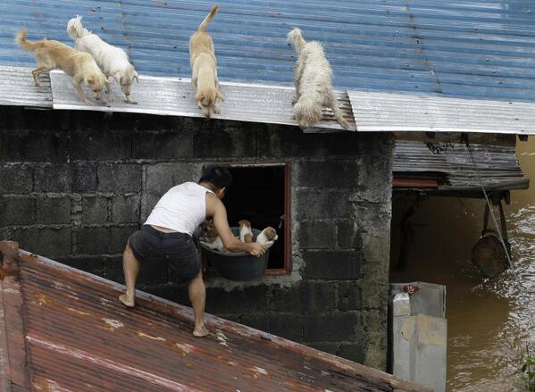 Man rescuing 4 puppies during flash flood in the #Philippines
