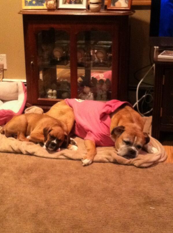 These two are still wiped from the Super Bowl. #BestBuds <a href="/BudweiserPuppy/">Budweiser Puppy</a>