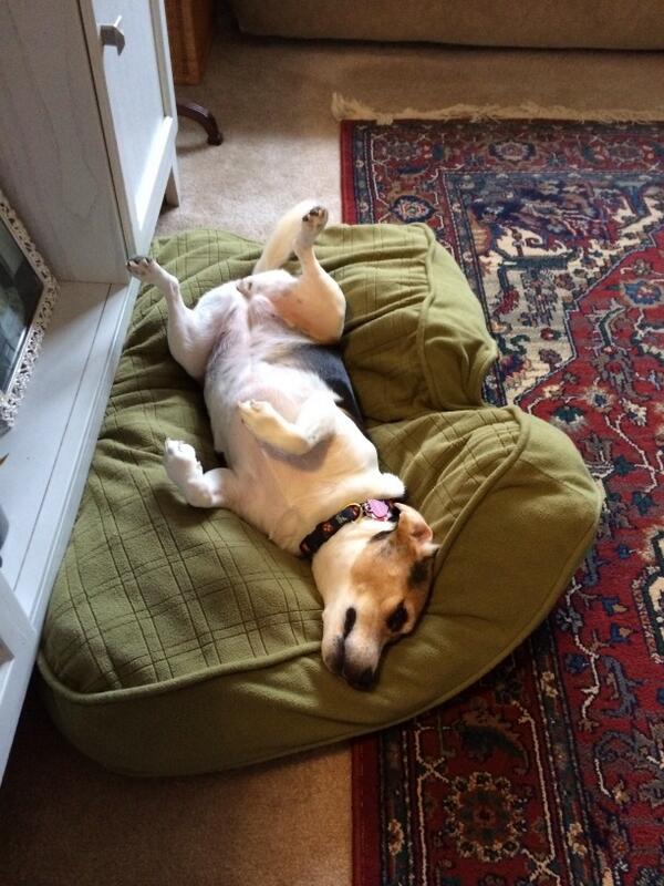 My impersonation of the Denver Broncos