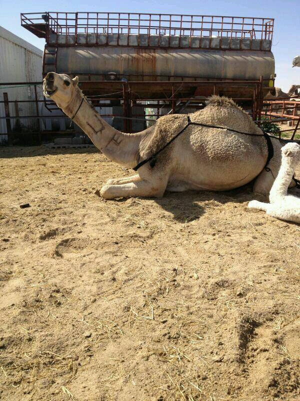 الابل .. (@az1273) on Twitter photo 