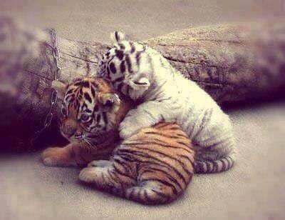 IncroyablePics's tweet image. Bébés tigres ..