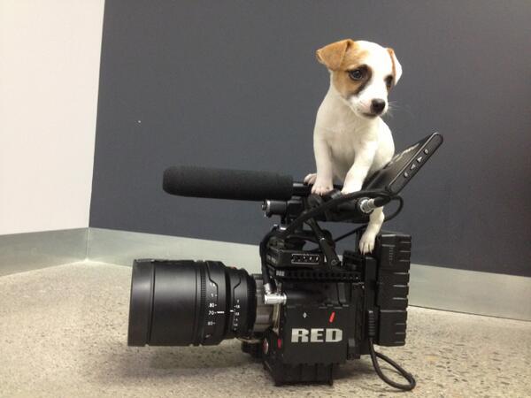 Maxx_Digital's tweet image. Meet Bailey... The newest member of the #maxxdigital family!