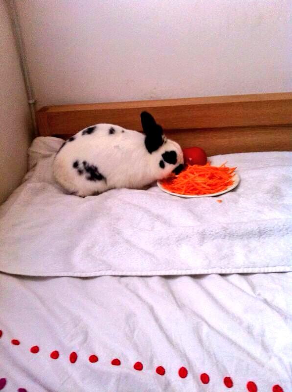 DamiCar15's tweet photo. R.I.P Tambor 😔 http://t.co/sxHYgzMnd5
