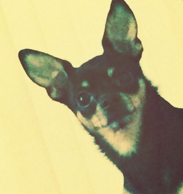 Tobi_The_Pup's tweet photo. #selfiegametoostrong http://t.co/cZOTCMTHf1
