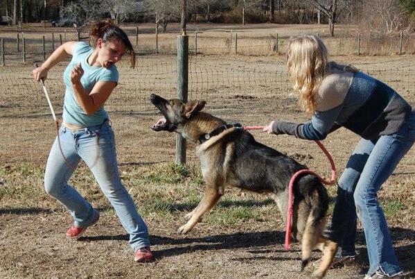 K9Blog tweet picture