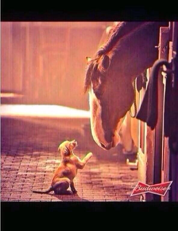 RednecksNews's tweet photo. Retweet if this was your favorite. #bestbuds http://t.co/nuUnnJMuR0