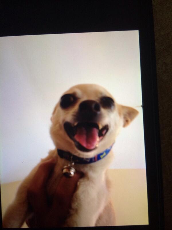 chapito86's tweet photo. Se perdió un chihuahueño "CANO" color café claro AVISEN PORFA SI SABEN DE EL o ayuden con un RT porfa http://t.co/8co19xMP7E