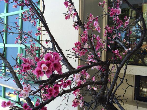 HitomiTree tweet picture