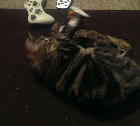 Gullflyhigh's tweet photo. Question for @FRijj on behalf of my cat (below, enjoying honeycomb goodness); When's the Tuna flavour coming out? http://t.co/wL1ylEaB7F