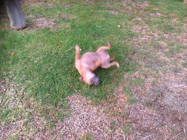 DaKotaFG's tweet photo. Lucca bustin' a dance move on the front lawn! http://t.co/ZirXNX8YJq