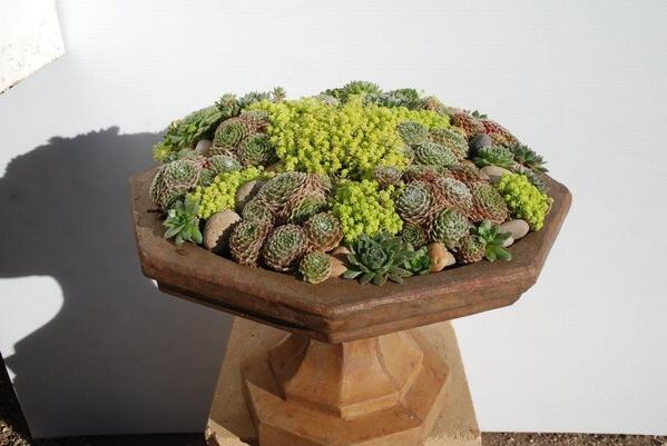 BbfBrent's tweet photo. Another good looking arrangement #gardendesign #succulents @www.Eyeofthedaygdc.com #containergardening http://t.co/Uz5zJLCrDG