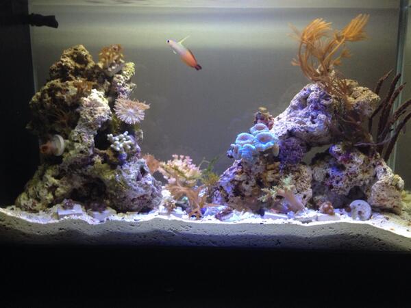 bradguy's tweet photo. #AmazingAquatics http://t.co/F46NDkhl6z