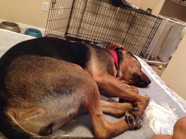 amhirthegreat's tweet image. Had to sneak out this morning in order to go to the gym #doglife #ownerproblems