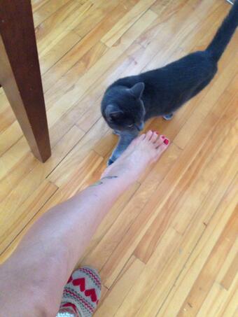 Dear cat, does my feet smells? http://t.co/sbFDn4zNP4<a href="/tag/selfie"class="tags"><span>#selfie</span></a><a href="/tag/underthetable"class="tags"><span>#underthetable</span></a>