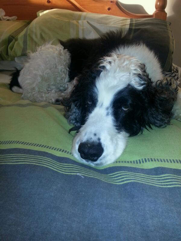 Bella_Cockapoo's tweet image. My lovely buddy Jack has been put to sleep tonight. RIP tap dancing boy xxx